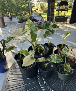 Alocasia Adora Variegated Live Plant - Rare Elephant Ear Houseplant - Image 5