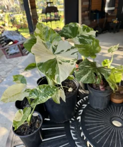 Alocasia Adora Variegated Live Plant - Rare Elephant Ear Houseplant - Image 6