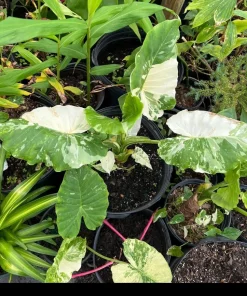 Alocasia Adora Variegated Live Plant - Rare Elephant Ear Houseplant - Image 7