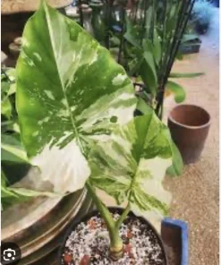 Alocasia Adora Variegated Live Plant - Rare Elephant Ear Houseplant - Image 8