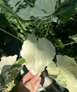 Alocasia Adore Variegated Live Plant - Exotic Indoor Houseplant - Image 2