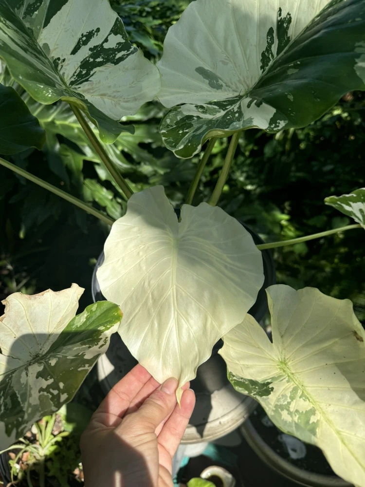 Alocasia Adore Variegated Live Plant - Exotic Indoor Houseplant - Image 2