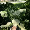 Alocasia Adore Variegated Live Plant - Exotic Indoor Houseplant - Image 1