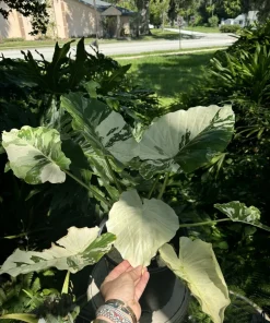 Alocasia Adore Variegated Live Plant - Exotic Indoor Houseplant - Image 1
