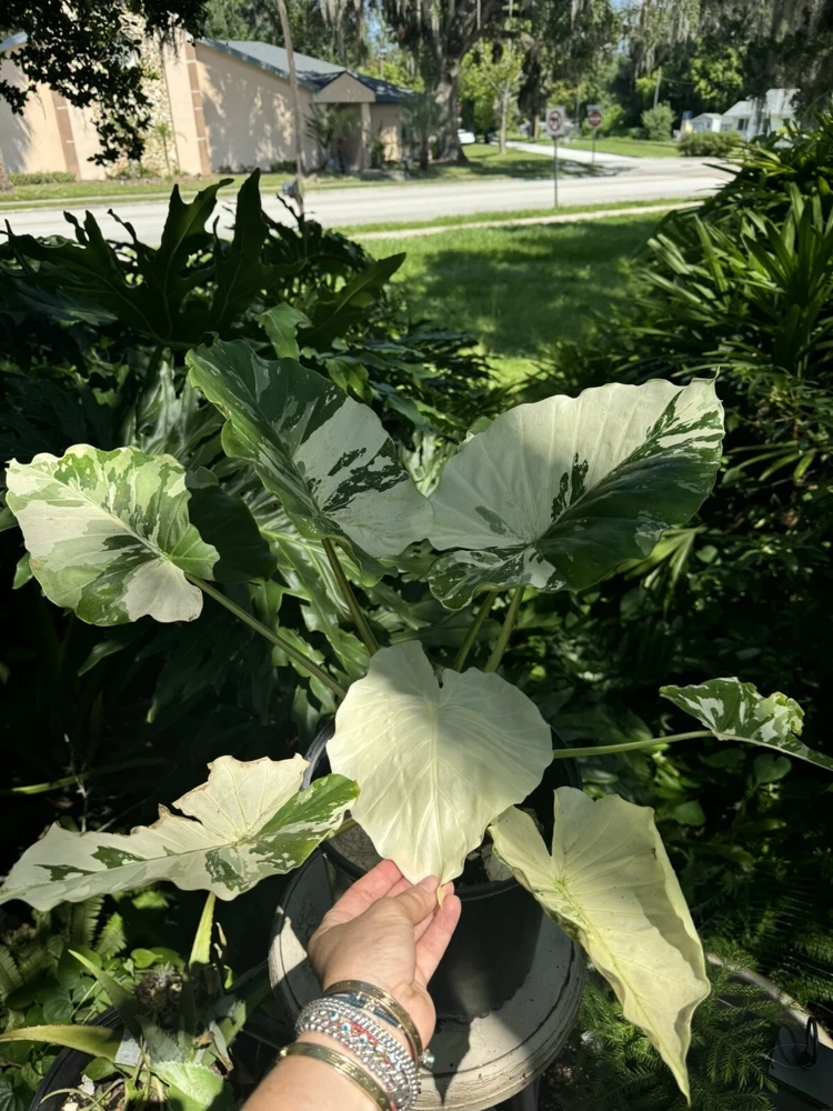 Alocasia Adore Variegated Live Plant - Exotic Indoor Houseplant - Image 1