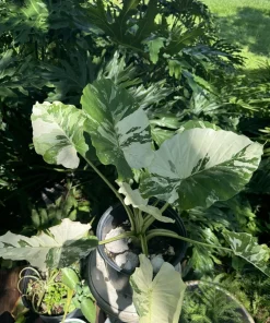 Alocasia Adore Variegated Live Plant - Exotic Indoor Houseplant - Image 3