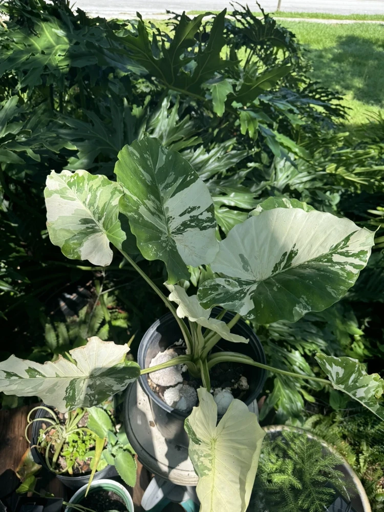 Alocasia Adore Variegated Live Plant - Exotic Indoor Houseplant - Image 3