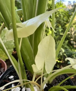 Alocasia Albo Full Moon Live Plant - Rare White Variegated Elephant Ear Houseplant - Image 2