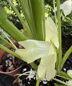 Alocasia Albo Full Moon Live Plant - Rare White Variegated Elephant Ear Houseplant - Image 3