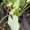 Alocasia Albo Full Moon Live Plant - Rare White Variegated Elephant Ear Houseplant - Image 1