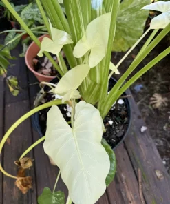 Alocasia Albo Full Moon Live Plant - Rare White Variegated Elephant Ear Houseplant - Image 1