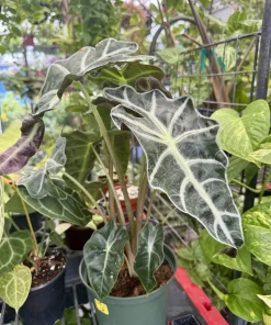 Alocasia Amazonica 'Polly' – African Mask Live Plant – Indoor Foliage - Image 1