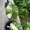 Alocasia Amore Variegated Live Plant – Rare Elephant Ear Houseplant - Image 1