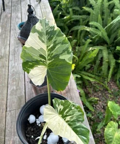 Alocasia Amore Variegated Live Plant – Rare Elephant Ear Houseplant - Image 2