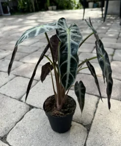 Alocasia Bambino - Image 2