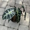 Alocasia Bambino - Image 1