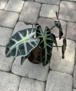Alocasia Bambino Live Plant – Dwarf Elephant Ear – Potted Houseplant - Image 1