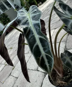 Alocasia Bambino Live Plant – Dwarf Elephant Ear – Potted Houseplant - Image 3