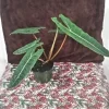 Alocasia Billie Live Plant – Potted Houseplant – Medium Size Indoor Tropical - Image 1