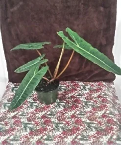 Alocasia Billie Live Plant – Potted Houseplant – Medium Size Indoor Tropical - Image 1
