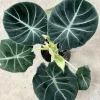 Alocasia Black Velvet Live Plant - Rare Indoor Houseplant - Image 1
