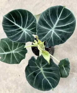 Alocasia Black Velvet Live Plant - Rare Indoor Houseplant - Image 1