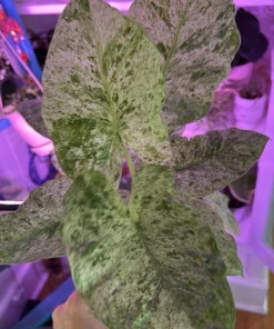 Alocasia Blizzard Live Plant - Rare Variegated Elephant Ear Houseplant Indoor - Image 1