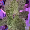 Alocasia Blizzard Live Plant - Variegated Indoor Houseplant - Image 1