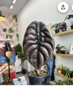 Alocasia Cuprea - Image 1