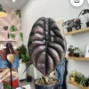 Alocasia Cuprea Live Plant - Jewel Alocasia Metallic Copper Leaf Houseplant - Image 1