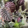 Alocasia Cuprea Red Secret Live Plant – 12 inch Potted Houseplant - Image 1