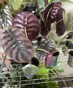 Alocasia Cuprea Red Secret Live Plant – 12 inch Potted Houseplant - Image 1