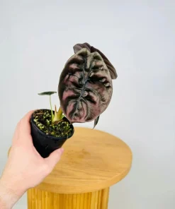 Alocasia Cuprea 'Red Secret' Live Plant - Red Metallic Foliage, 5-9 inch Indoor Houseplant - Image 2