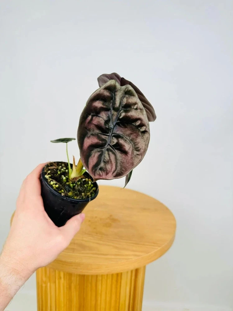 Alocasia Cuprea 'Red Secret' Live Plant - Red Metallic Foliage, 5-9 inch Indoor Houseplant - Image 2