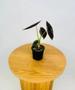 Alocasia Cuprea 'Red Secret' Live Plant - Red Metallic Foliage, 5-9 inch Indoor Houseplant - Image 3