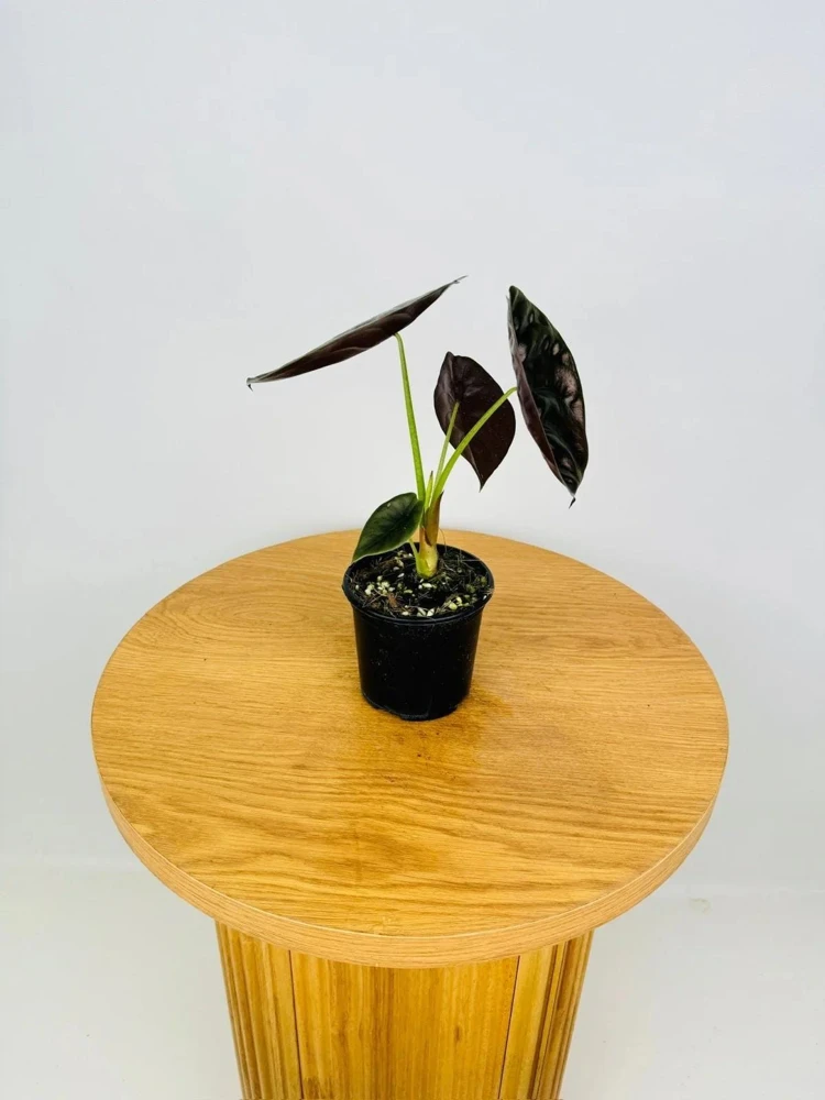 Alocasia Cuprea 'Red Secret' Live Plant - Red Metallic Foliage, 5-9 inch Indoor Houseplant - Image 3