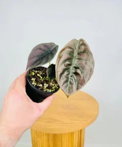 Alocasia Cuprea 'Red Secret' Live Plant - Red Metallic Foliage, 5-9 inch Indoor Houseplant - Image 5