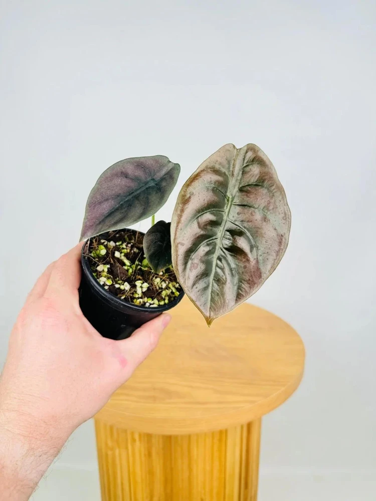 Alocasia Cuprea 'Red Secret' Live Plant - Red Metallic Foliage, 5-9 inch Indoor Houseplant - Image 5