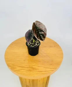 Alocasia Cuprea 'Red Secret' Live Plant - Red Metallic Foliage, 5-9 inch Indoor Houseplant - Image 6