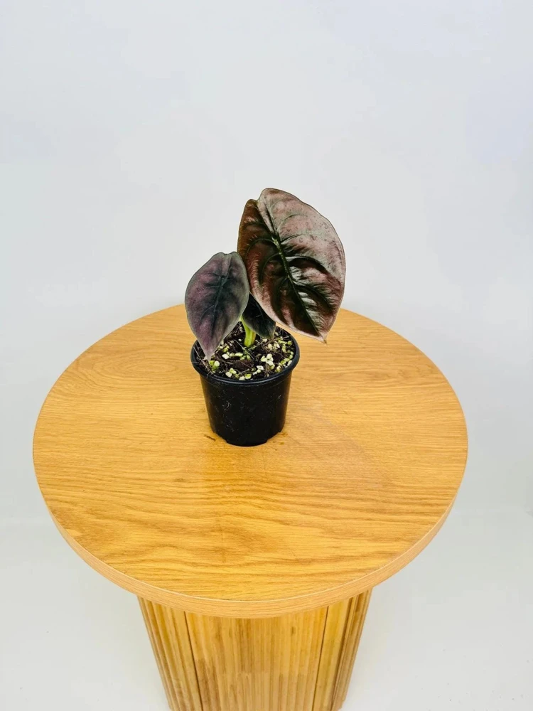 Alocasia Cuprea 'Red Secret' Live Plant - Red Metallic Foliage, 5-9 inch Indoor Houseplant - Image 6