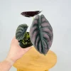 Alocasia Cuprea 'Red Secret' Live Plant - Red Metallic Foliage, 5-9 inch Indoor Houseplant - Image 1