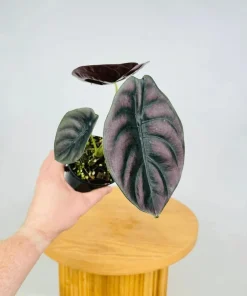Alocasia Cuprea 'Red Secret' Live Plant - Red Metallic Foliage, 5-9 inch Indoor Houseplant - Image 1