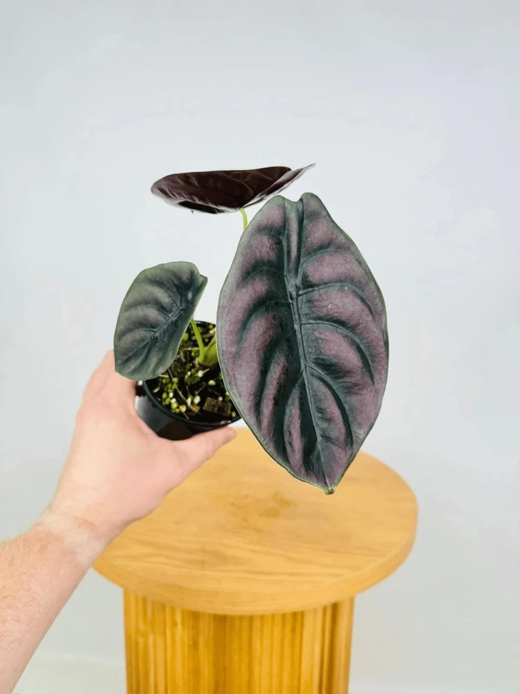 Alocasia Cuprea 'Red Secret' Live Plant - Red Metallic Foliage, 5-9 inch Indoor Houseplant - Image 1