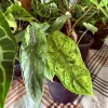 Alocasia Dragon Scale Aurea Live Plant - Rare Variegated Elephant Ear Houseplant - Image 1