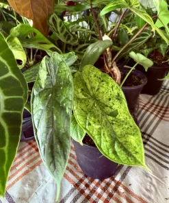Alocasia Dragon Scale Aurea Live Plant - Rare Variegated Elephant Ear Houseplant - Image 1