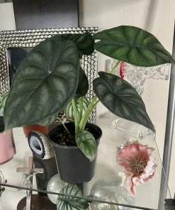 Alocasia Dragon Scale Live Plant - African Mask Elephant Ear Houseplant - Image 2