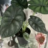 Alocasia Dragon Scale Live Plant - African Mask Elephant Ear Houseplant - Image 1