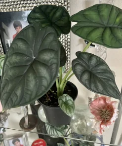 Alocasia Dragon Scale Live Plant - African Mask Elephant Ear Houseplant - Image 1