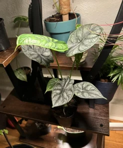 Alocasia Dragon Scale Live Plant - Exotic Potted Houseplant - Image 2