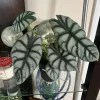 Alocasia Dragon Scale Live Plant - Medium Potted Indoor/Outdoor Houseplant - Image 1